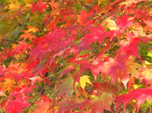 scarlet-tinged leaves.jpg